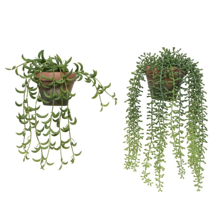 PIANTA GRASSA IN VASO TERRACOT